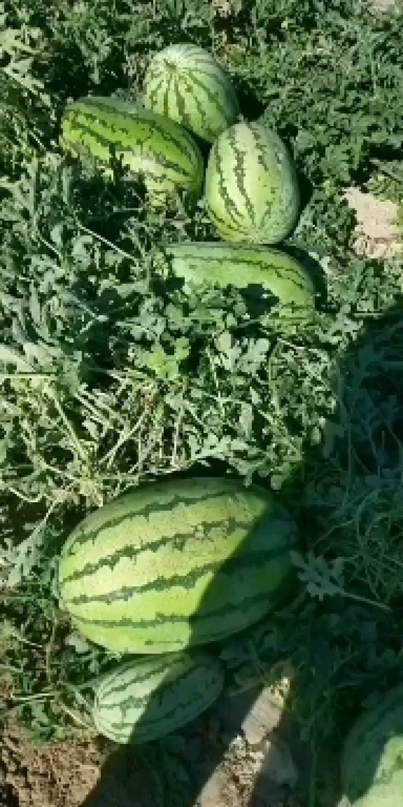 【精选】新疆金城5号西瓜，瓜瓤细脆，个大耐运输，全国发货