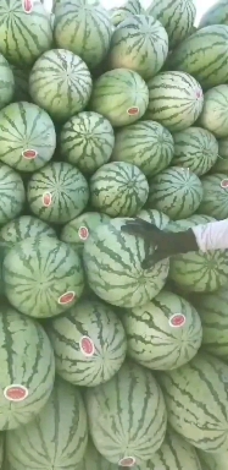 【精选】新疆金城5号西瓜，瓜瓤细脆，个大耐运输，全国发货