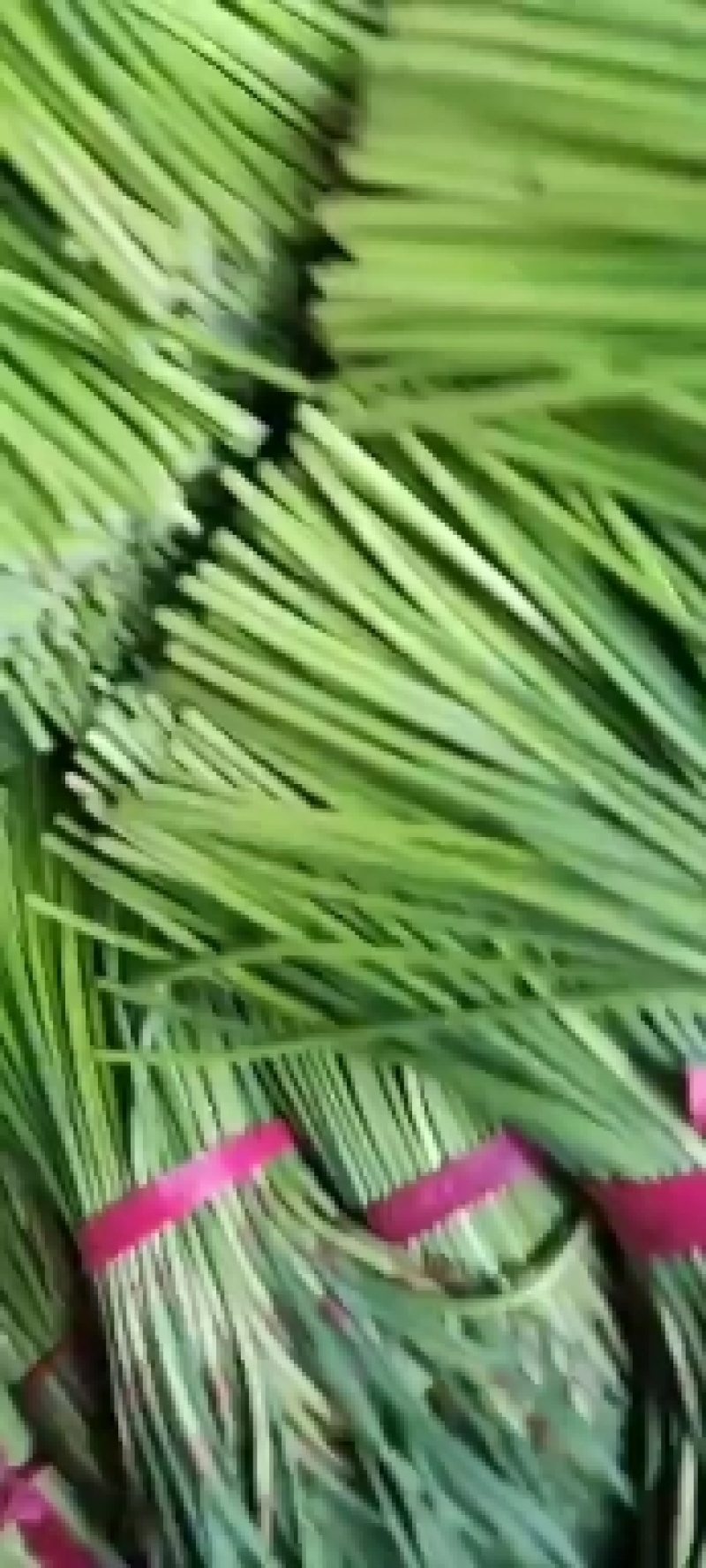 鲜蒜上市，带苗大蒜，扒皮大蒜，个大色红，畅销全国
