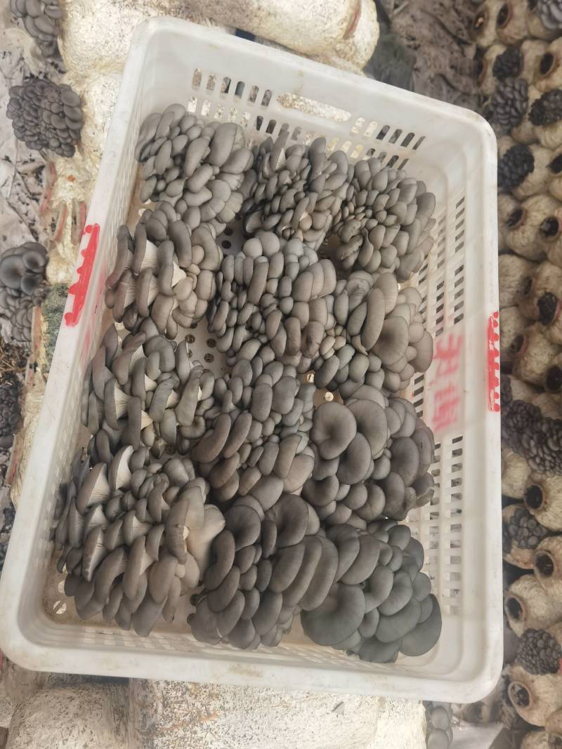 陕西商洛市丹凤县反季节平菇上市了