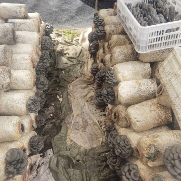 陕西商洛市丹凤县反季节平菇上市了