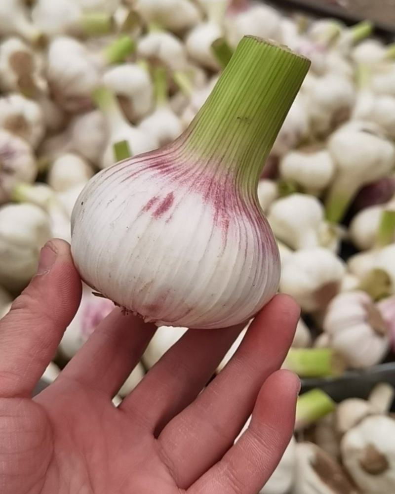 大蒜