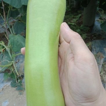 广东瓠瓜原产地发货千亩种植基地货源充足欢迎电联