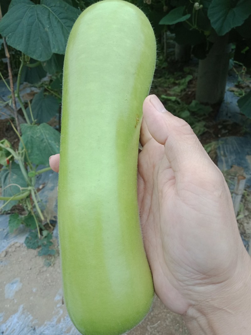 广东瓠瓜原产地发货千亩种植基地货源充足欢迎电联