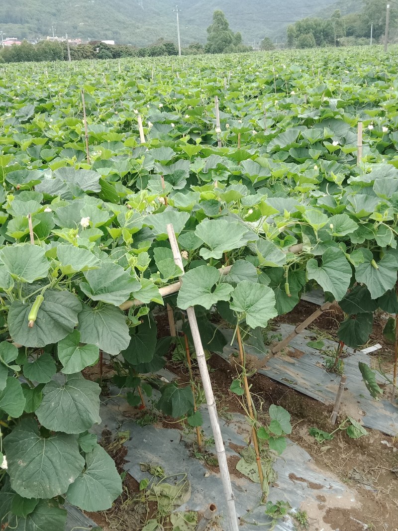 广东瓠瓜原产地发货千亩种植基地货源充足欢迎电联