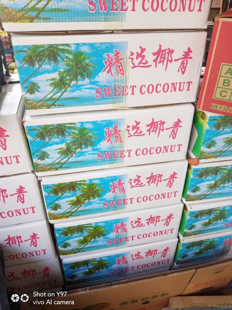 产地直发海南海边青椰，选椰子还是海边的椰子甜