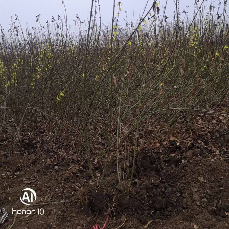 连翘苗连翘苗批发连翘苗基地视频看货