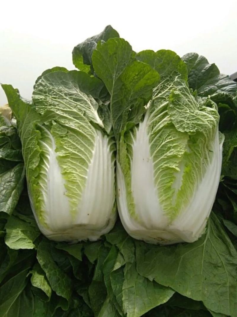 黄心大白菜玲珑黄大白菜大量新鲜上市黄心大白菜