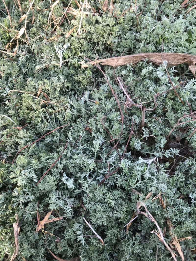 供应茵陈棉白蒿菌陈草中药材批发现货