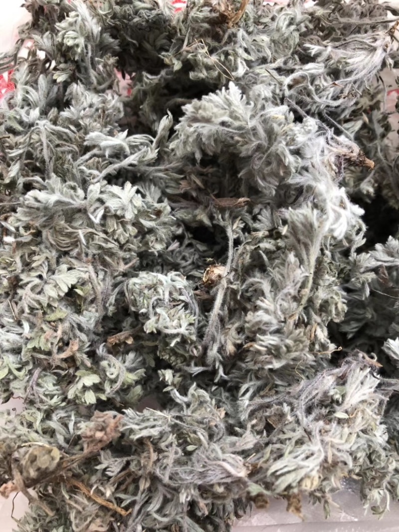 供应茵陈棉白蒿菌陈草中药材批发现货