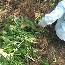 大花萱草批发，大花萱草基地，山东泰安大花萱草