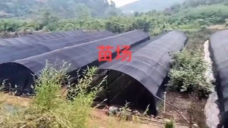 黄花梨种苗/海南黄花梨基地值供货源充足可零售可批发