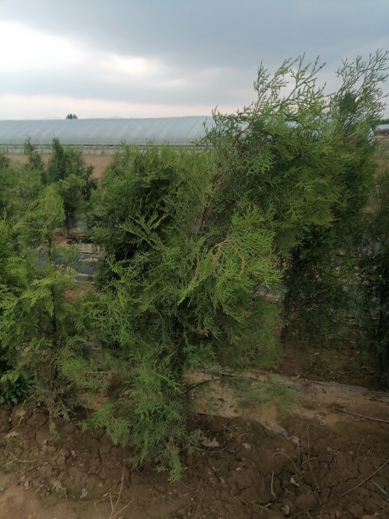 侧柏，高度80公分以上侧柏树苗，泰安批发大小规格容器侧柏
