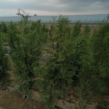 侧柏，高度80公分以上侧柏树苗，泰安批发大小规格容器侧柏