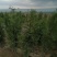 侧柏，高度80公分以上侧柏树苗，泰安批发大小规格容器侧柏