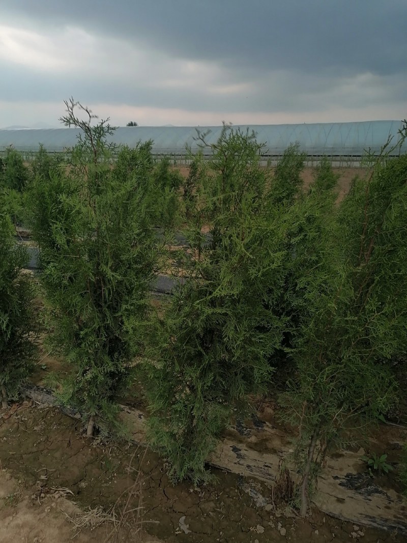 侧柏，高度80公分以上侧柏树苗，泰安批发大小规格容器侧柏