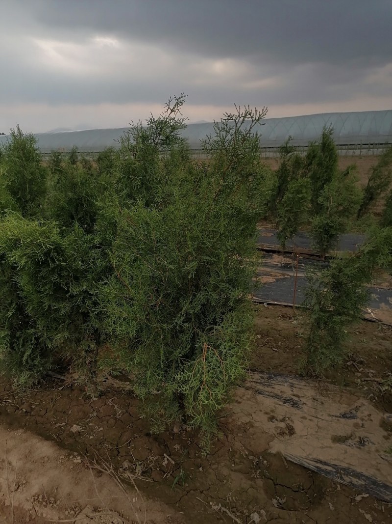侧柏，高度80公分以上侧柏树苗，泰安批发大小规格容器侧柏