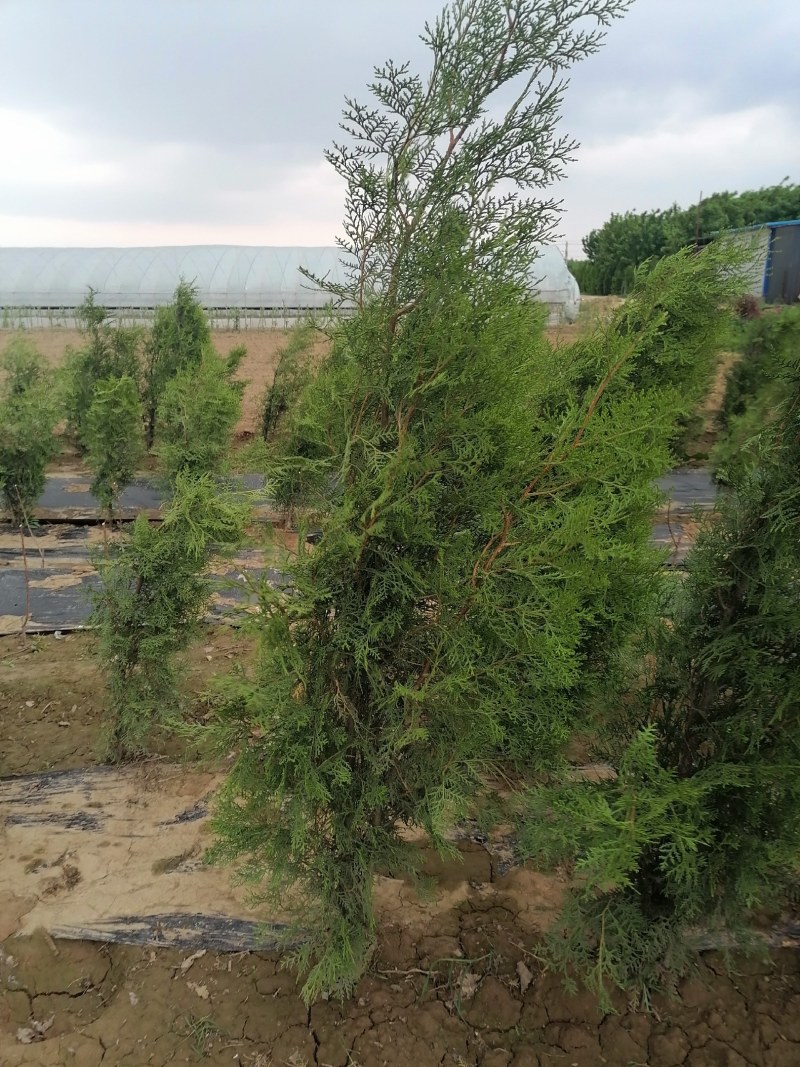 侧柏，高度80公分以上侧柏树苗，泰安批发大小规格容器侧柏
