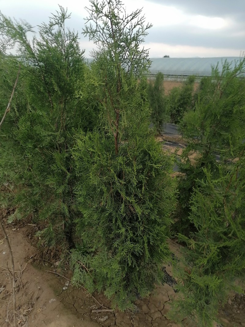 侧柏，高度80公分以上侧柏树苗，泰安批发大小规格容器侧柏