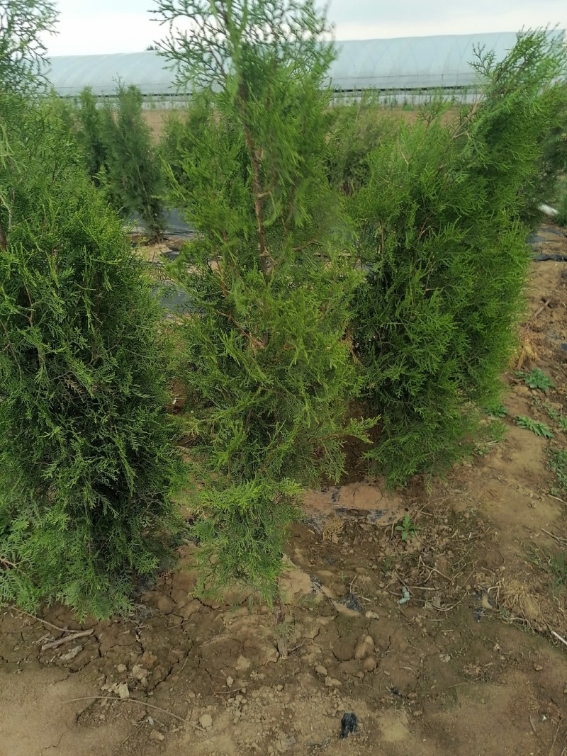 侧柏，高度80公分以上侧柏树苗，泰安批发大小规格容器侧柏