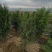 侧柏，高度80公分以上侧柏树苗，泰安批发大小规格容器侧柏