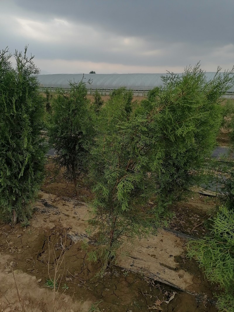 侧柏，高度80公分以上侧柏树苗，泰安批发大小规格容器侧柏