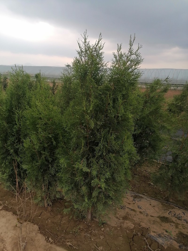 侧柏，高度80公分以上侧柏树苗，泰安批发大小规格容器侧柏