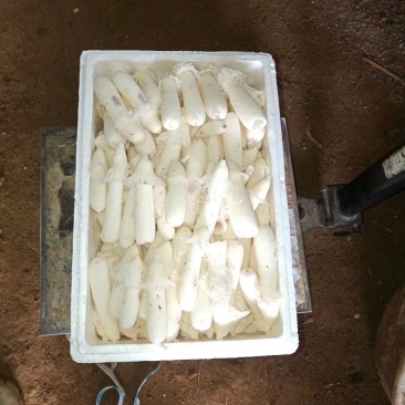鲜竹荪，刚出土的，决对新鲜。