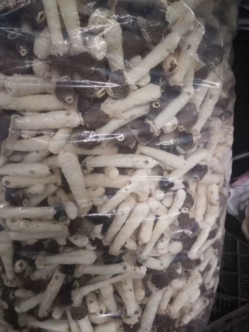 鲜竹荪，刚出土的，决对新鲜。