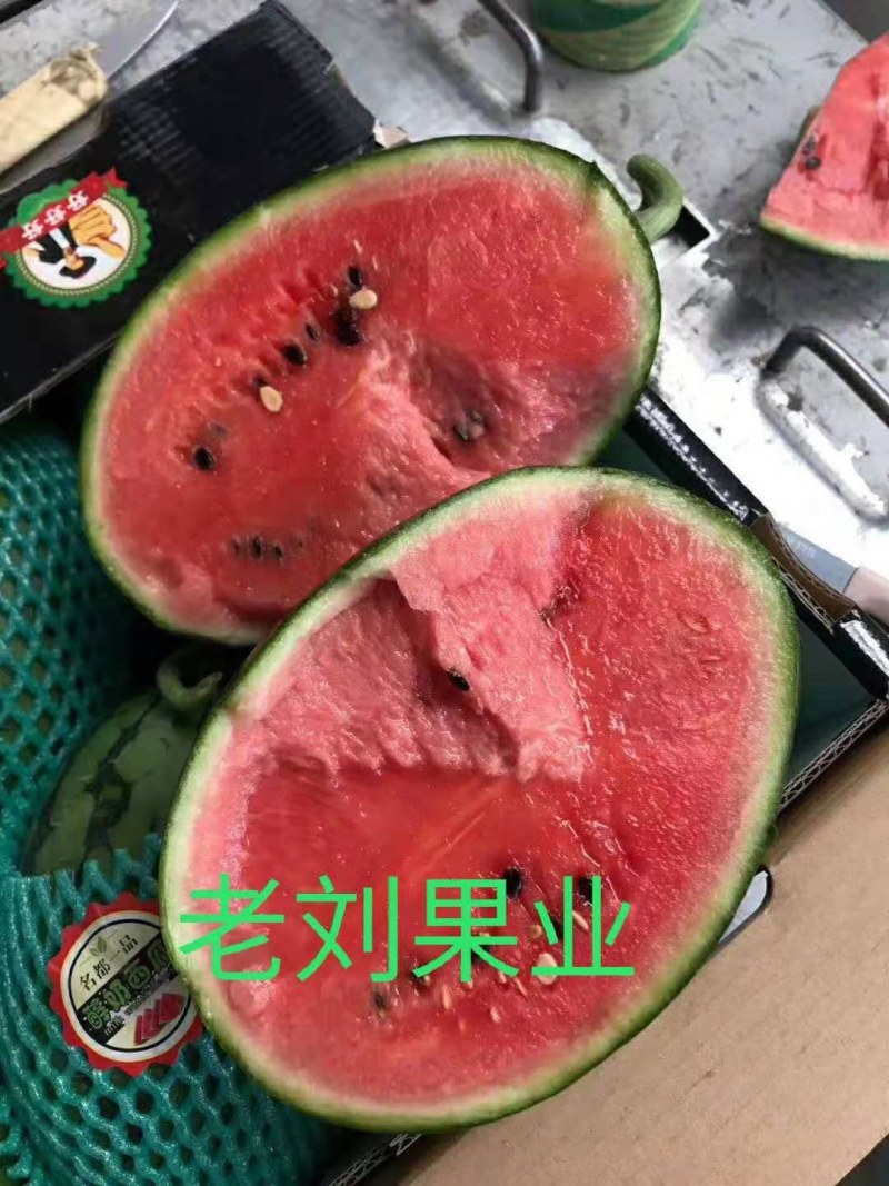 大量供应吊挂，爬瓜全美2k保熟保甜生瓜退换，沙瓤脆甜