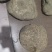 蛇莲，大货鲜货批发