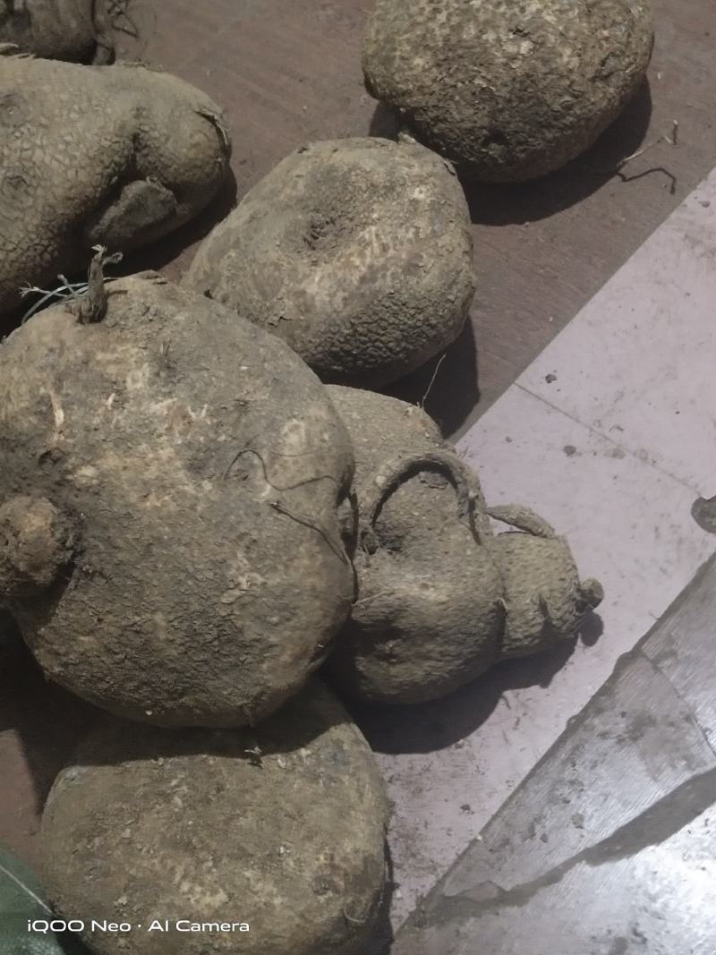 蛇莲，大货鲜货批发