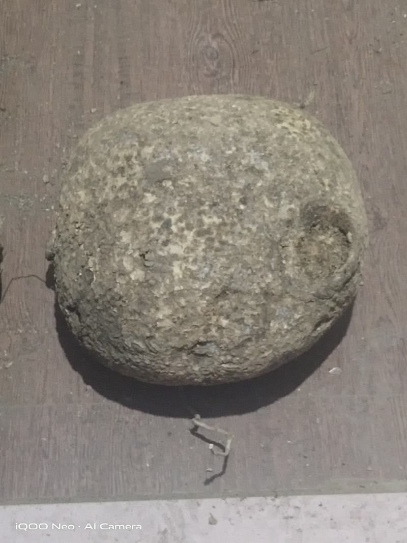 蛇莲，大货鲜货批发