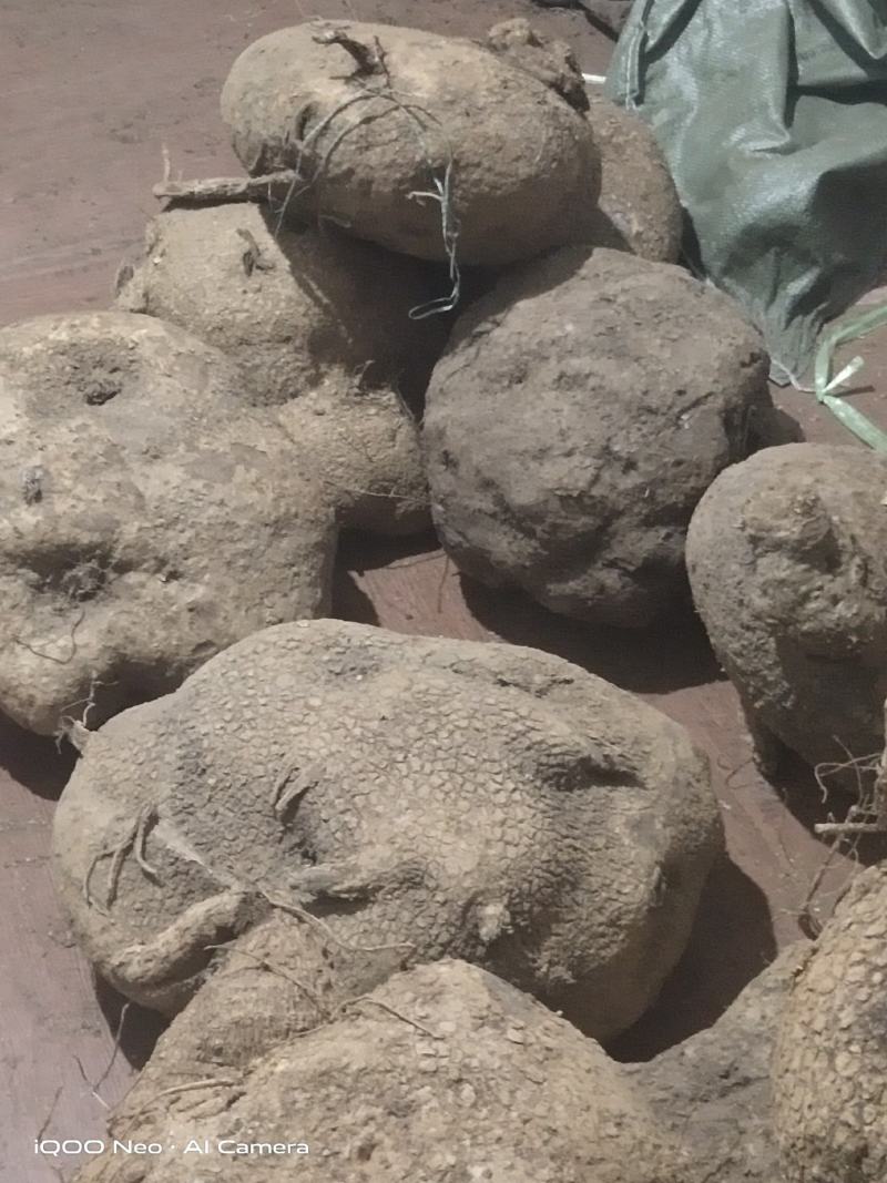 蛇莲，大货鲜货批发
