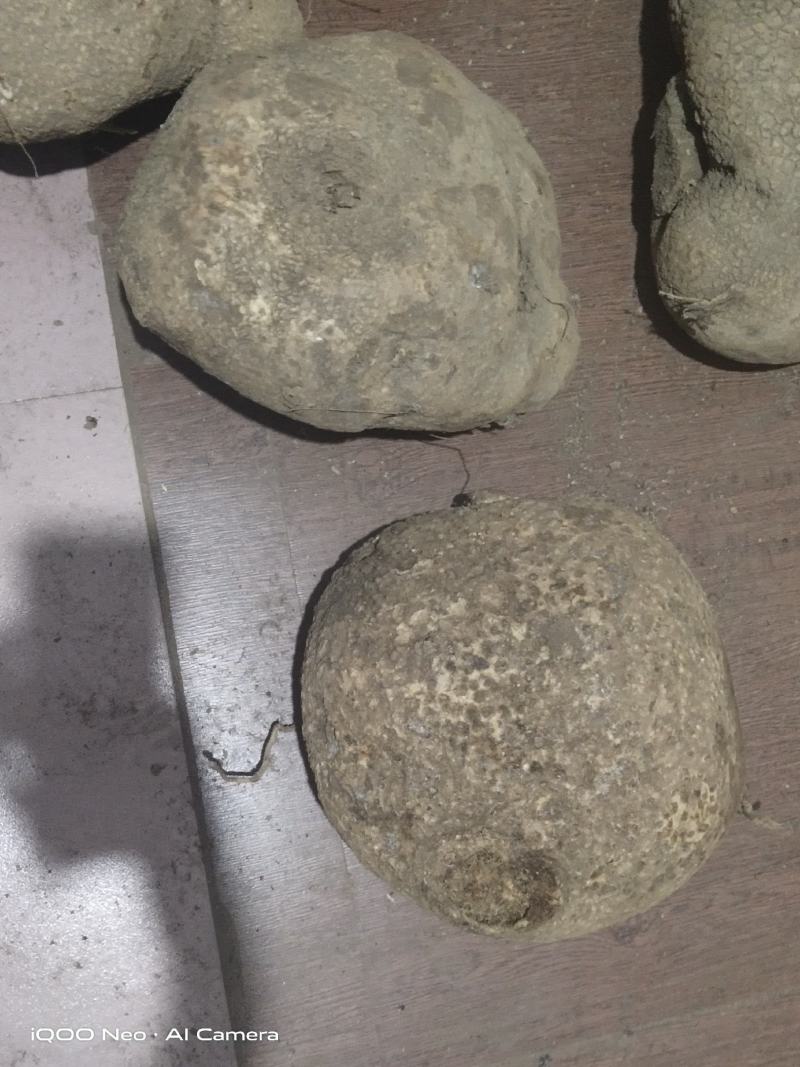 蛇莲，大货鲜货批发