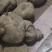 蛇莲，大货鲜货批发