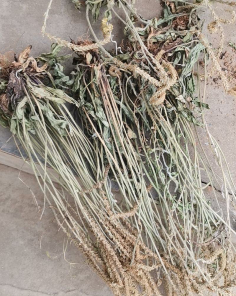 车前草