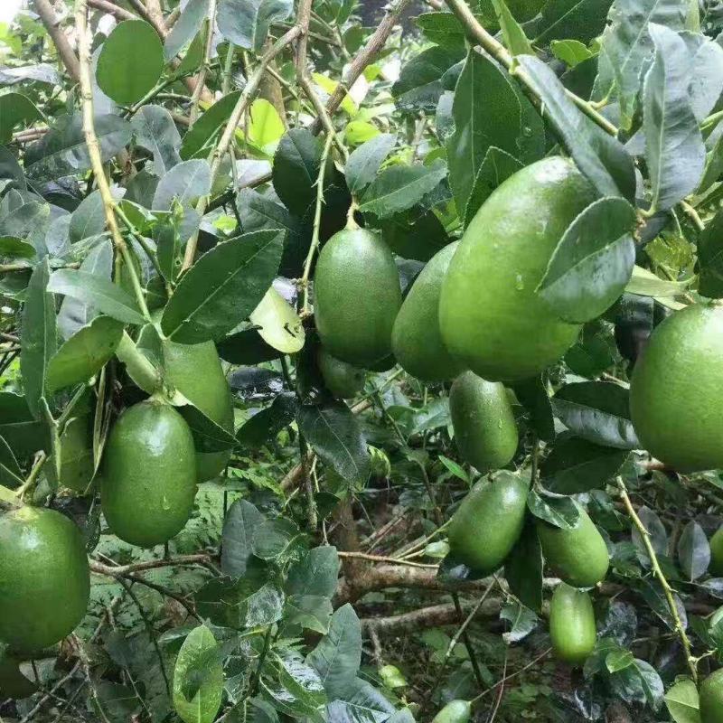 柠檬树苗台湾香水柠檬无籽青柠苗尤力克柠檬苗四季结果