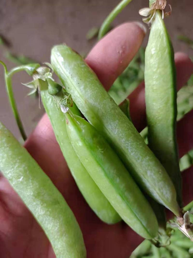 2河南精品豌豆荚，青碗豆中豌6号中豌9号产地直发