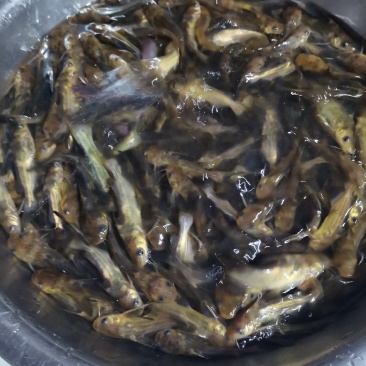 黄骨鱼苗