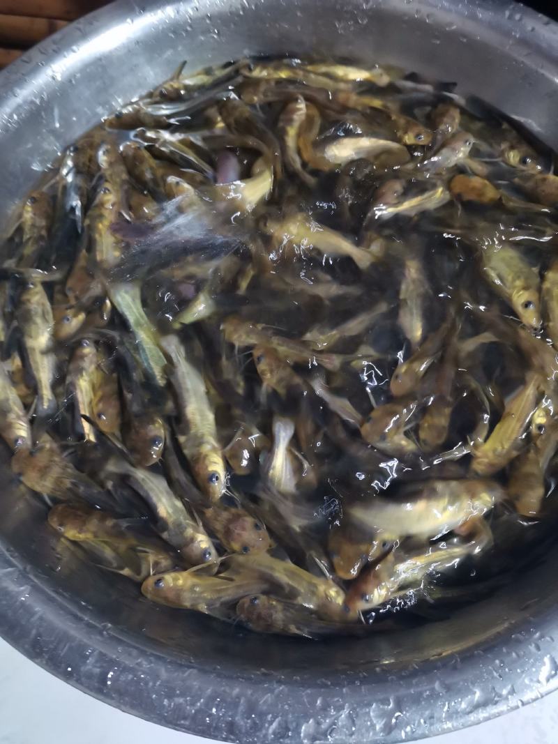 黄骨鱼苗