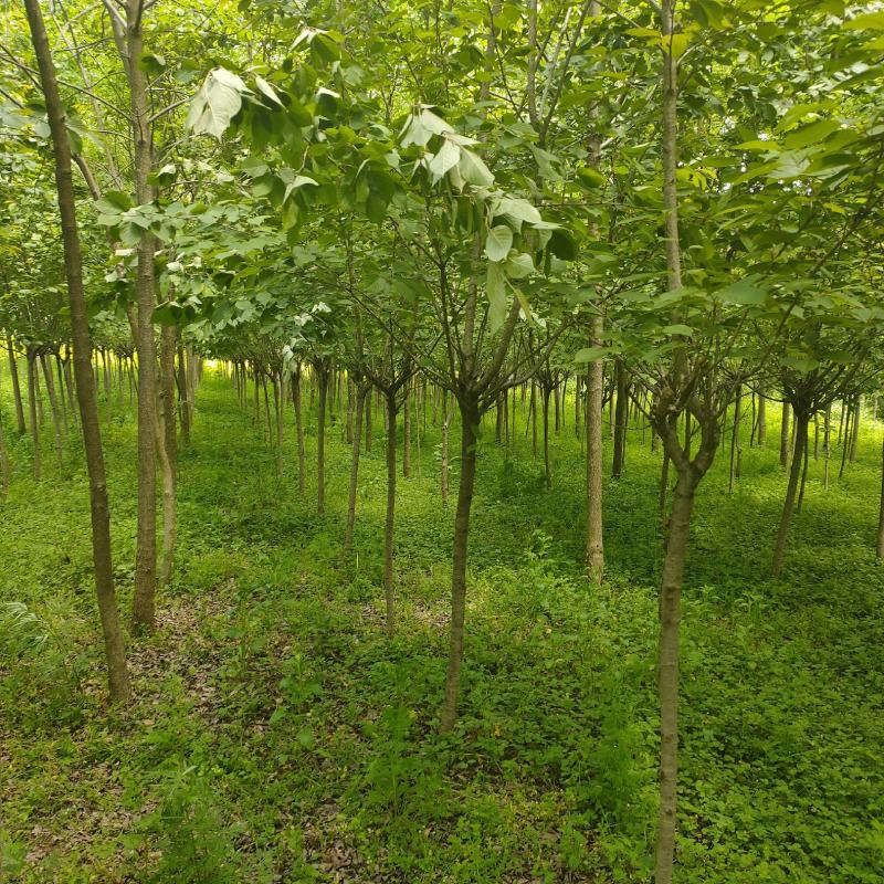 樱花基地直供诚信经营质量保证欢迎选购量大从优