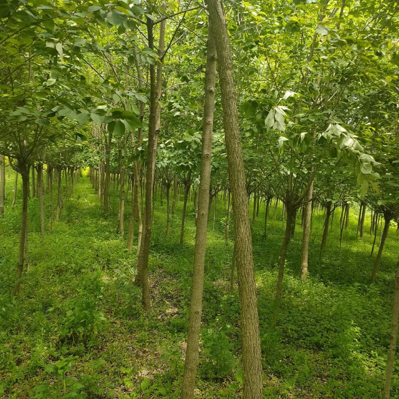 樱花基地直供诚信经营质量保证欢迎选购量大从优