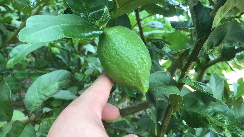 正宗本地广东无籽香水柠檬苗，柠檬发源地，坐落白云区钟落潭