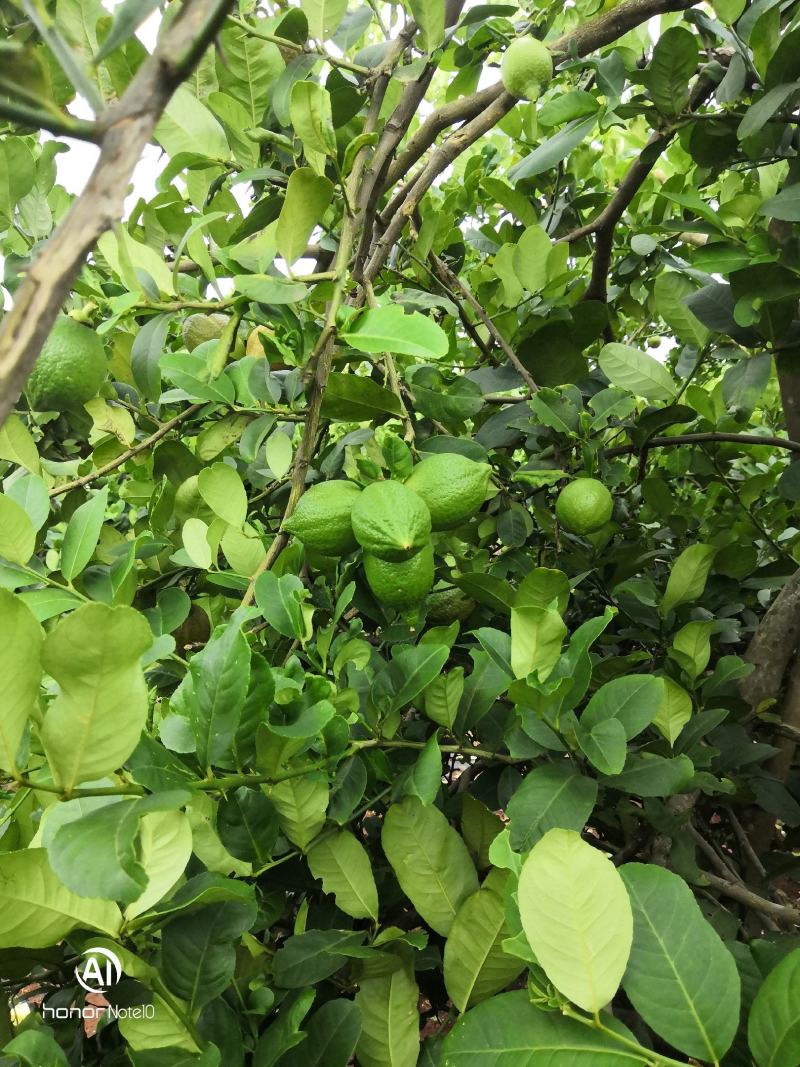 正宗本地广东无籽香水柠檬苗，柠檬发源地，坐落白云区钟落潭