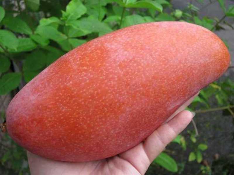 芒果苗金煌台农桂七四季芒红贵妃凯特澳芒嫁接芒果树苗地栽盆