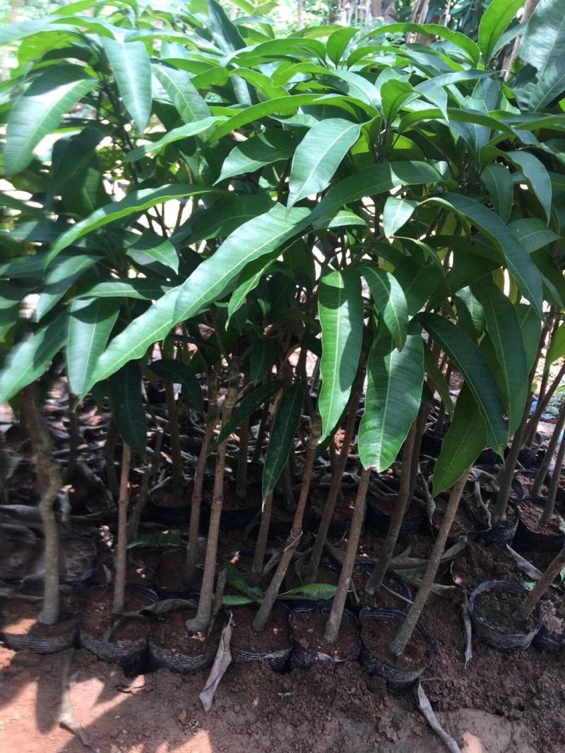 芒果苗金煌台农桂七四季芒红贵妃凯特澳芒嫁接芒果树苗地栽盆
