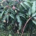 芒果苗金煌台农桂七四季芒红贵妃凯特澳芒嫁接芒果树苗地栽盆