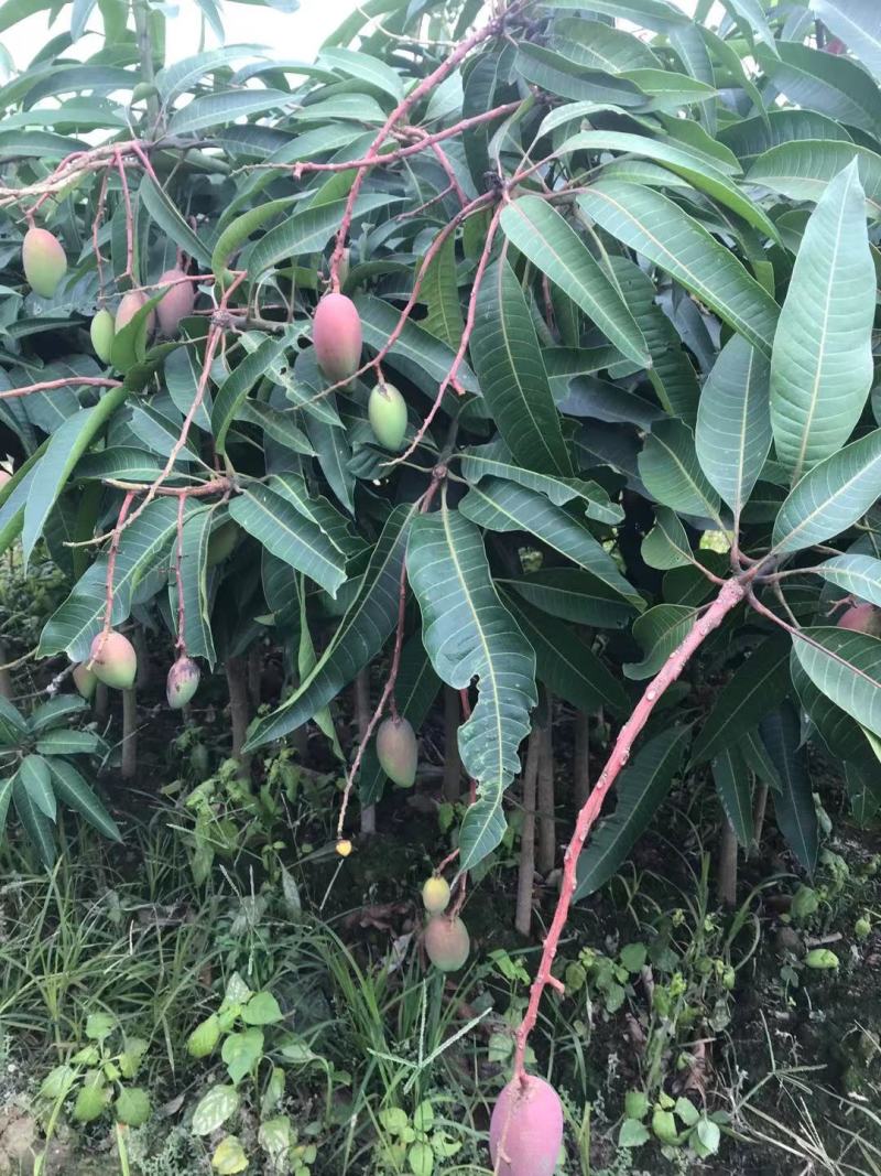 芒果苗金煌台农桂七四季芒红贵妃凯特澳芒嫁接芒果树苗地栽盆