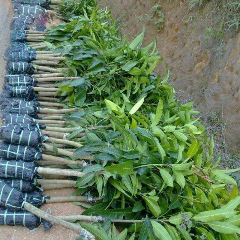 芒果苗金煌台农桂七四季芒红贵妃凯特澳芒嫁接芒果树苗地栽盆